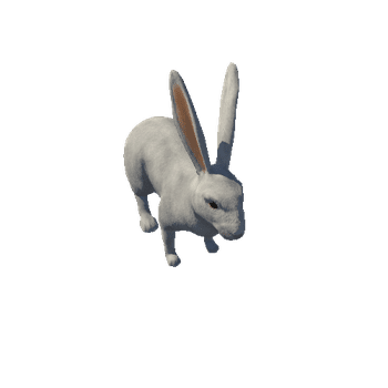 Rabbit Realistic White